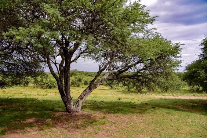 Pampa sudamericana pierde 11,3 millones de hectáreas de vegetación en casi 40 años