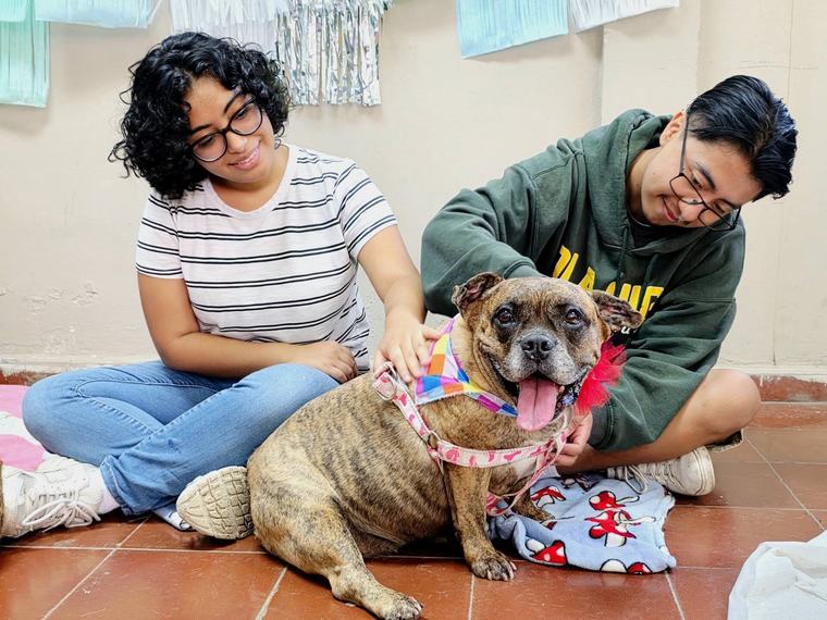 Caricias contra los nervios: Universidad de El Salvador implementa acompañamiento psicoemocional asistido por caninos