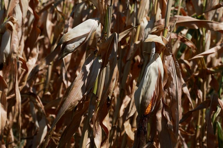 El 81% de los hogares del Corredor Seco centroamericano depende de la agricultura de subsistencia ante la sequía de El Niño