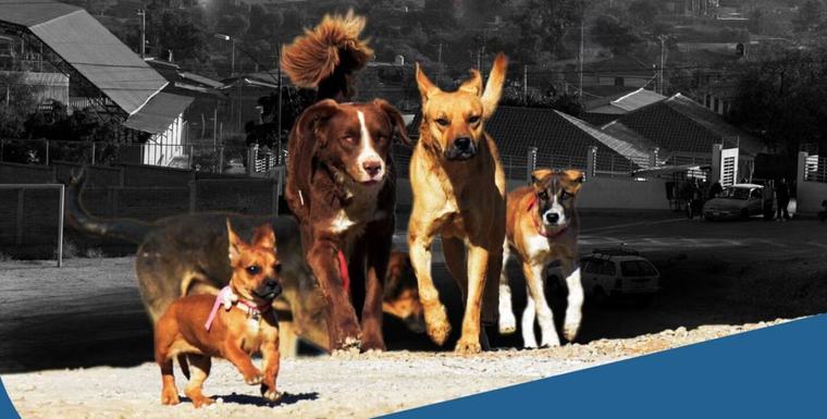 La OPS crea herramienta para estimar población de perros y gatos