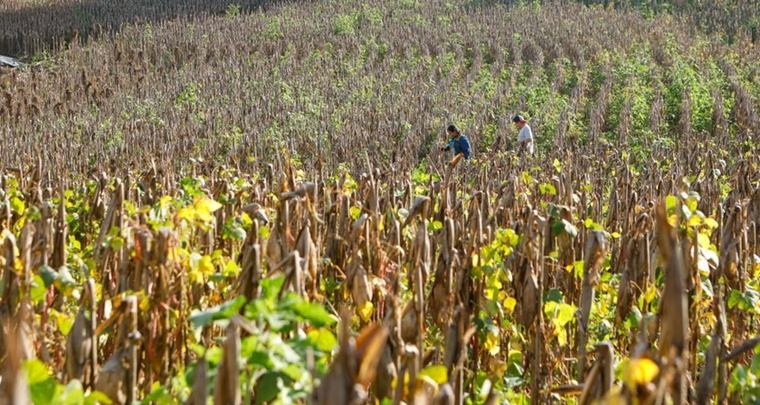 El fenómeno de El Niño presiona los precios del frijol, el arroz y el maíz en El Salvador